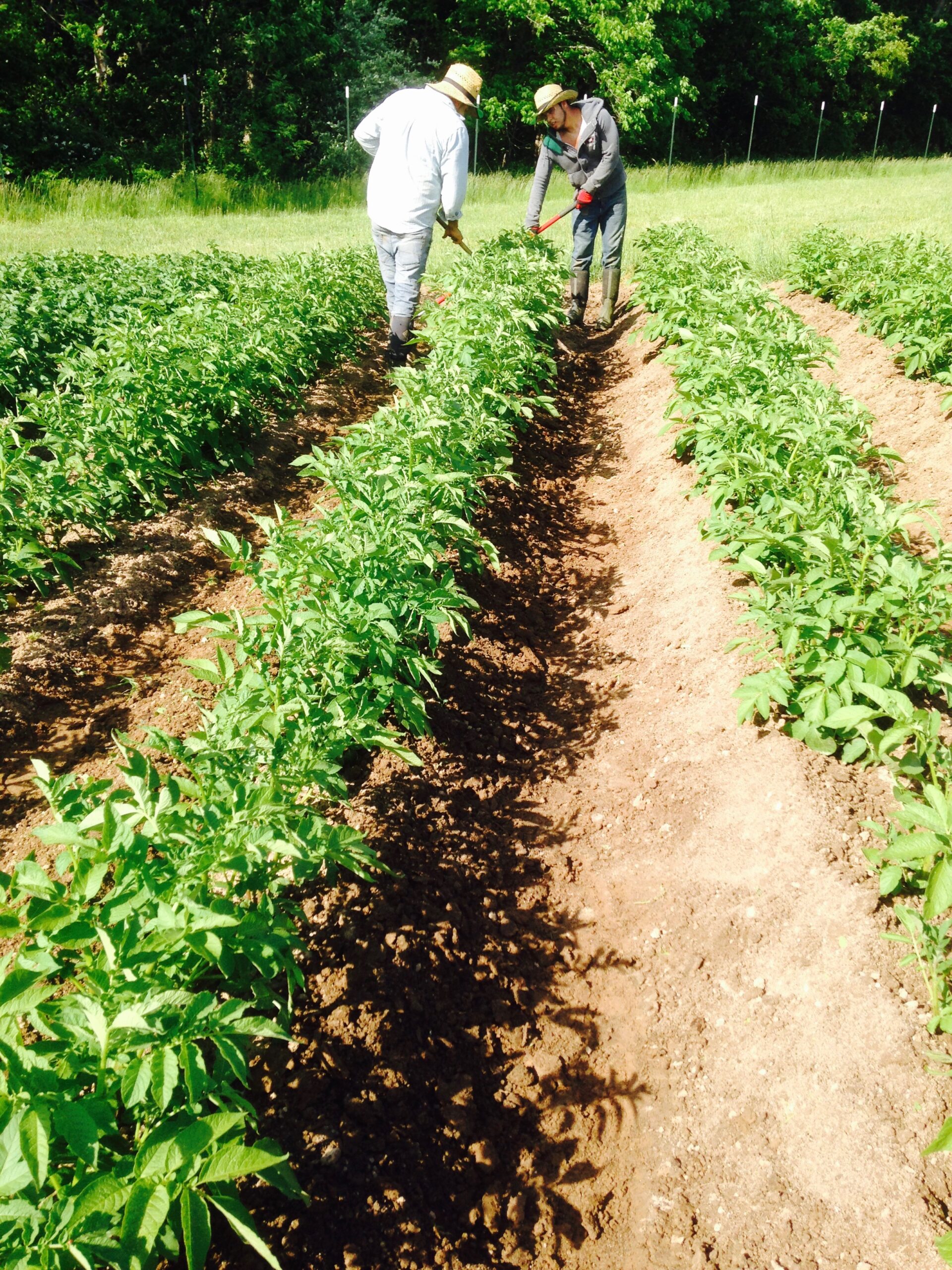 Farmers tending to rows of lush potato plants in a sunny field, showcasing sustainable agriculture practices and hands-on cultivation techniques.