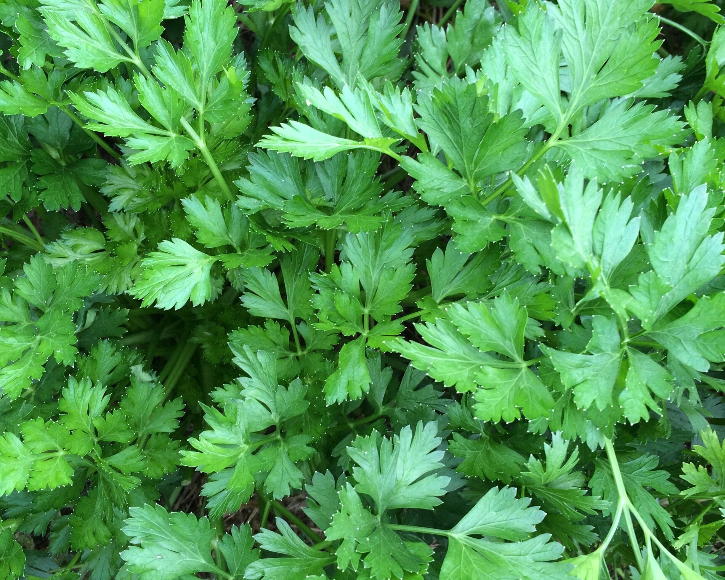 Fresh green cilantro leaves, showcasing vibrant color and healthy foliage, ideal for culinary use and garnishing dishes.