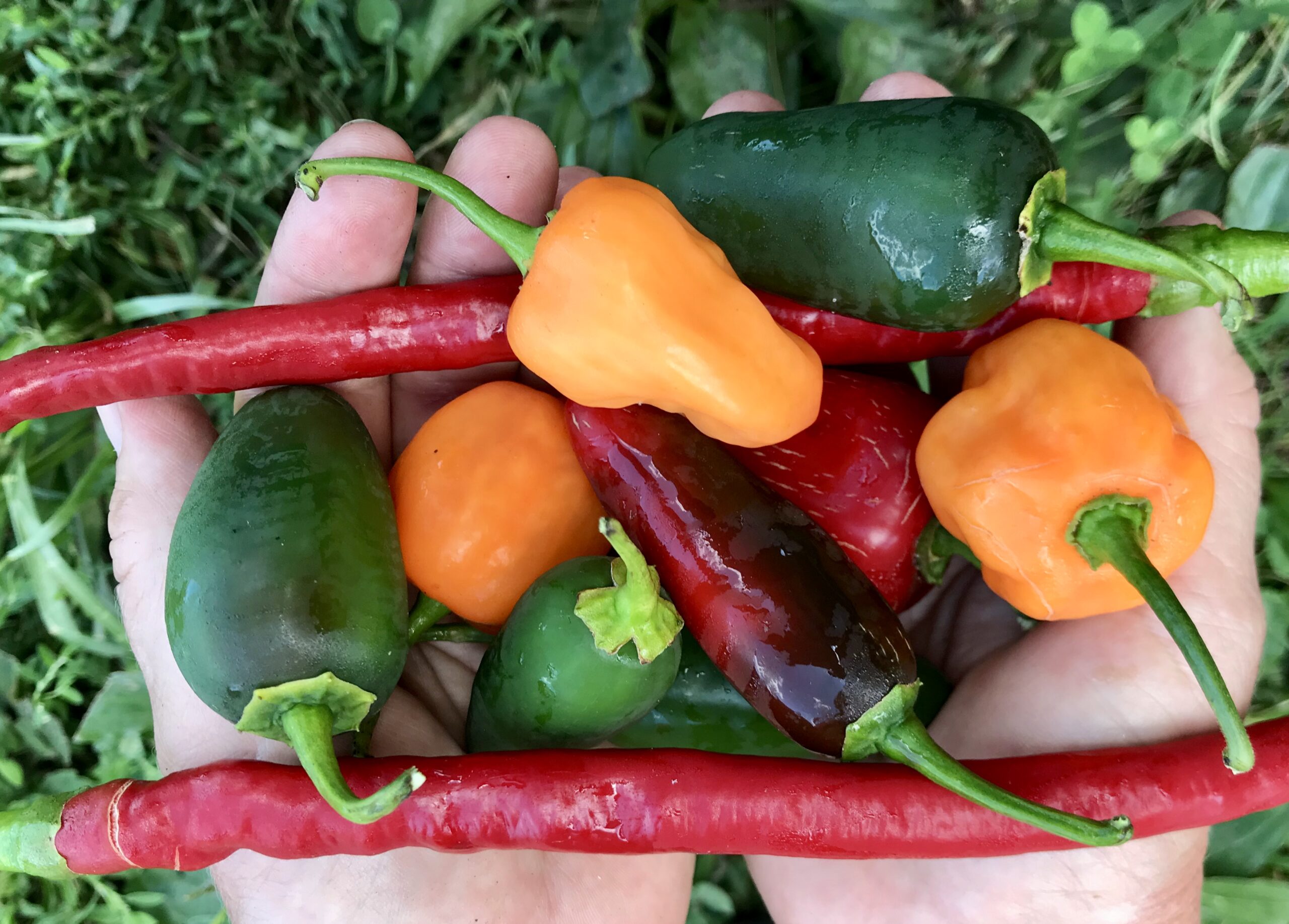 A hand holding a variety of colorful chili peppers, including green jalapeños, bright orange habaneros, and red chili peppers, against a backdrop of green grass.